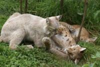 /album/wwf/iets-2-jpg1/